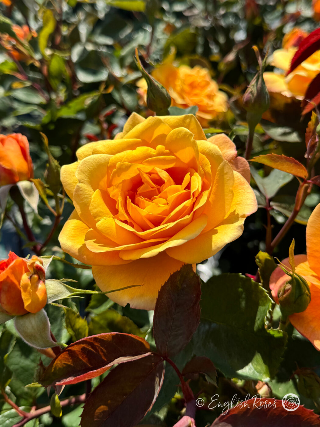 Yellow Roses Multipetals Yellow Roses - Golden Roses - Rose Gifts For Friends- English Roses