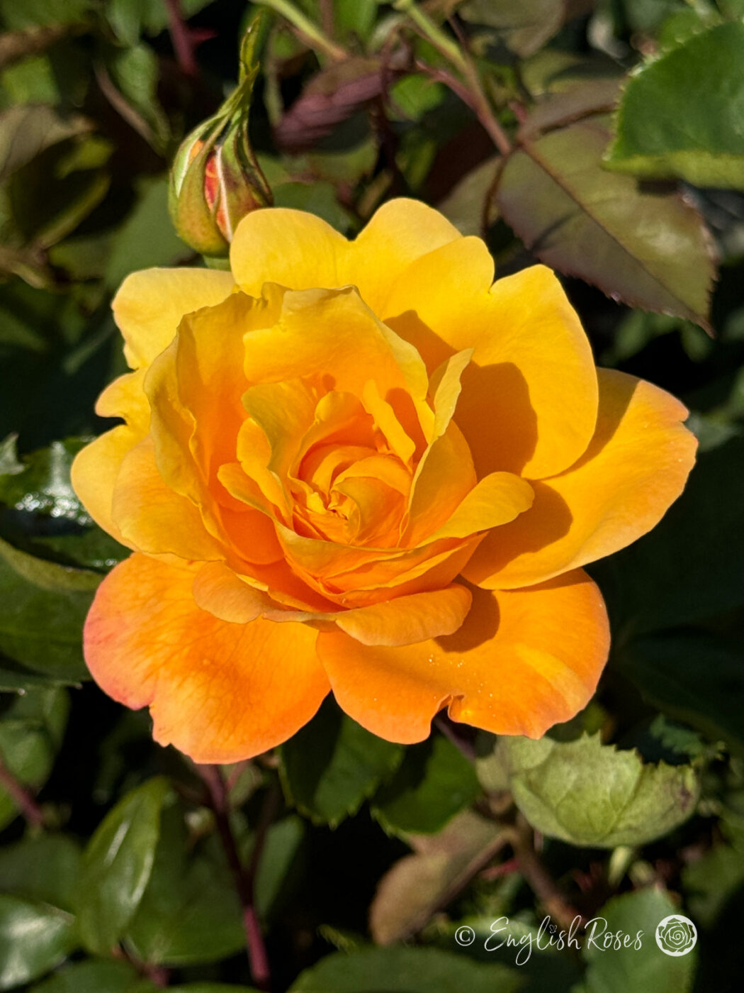 English Roses Retirement Rose - Strike It Rich Rose - English Roses