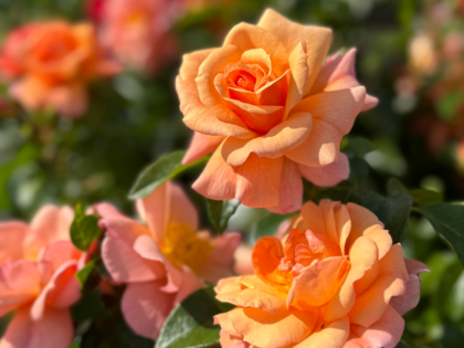 Summer Beauty Rose Summer Beauty Rose Image