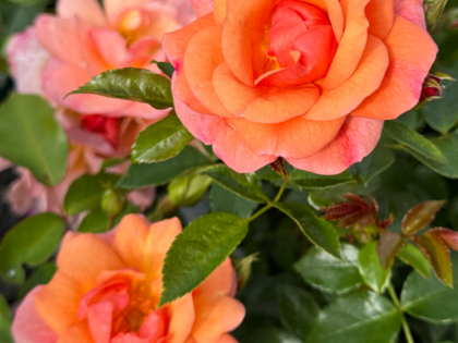 Summer Beauty Rose - 30th Wedding Anniversary Gift Summer Beauty Rose - 30th Wedding Anniversary Gift Image
