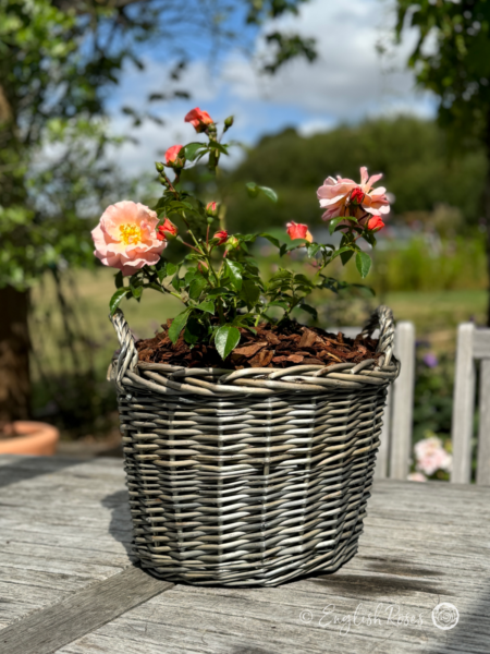 Summer Beauty Rose - Pink and Apricot Floribunda Rose - A Willow Basket arrangement of the Summer Beauty Rose variety on a garden table