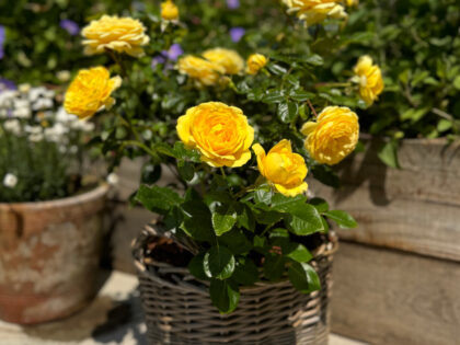 Scented Birthday Rose Gift Planted In Large Willow Basket Scented Birthday Rose Gift Planted In Large Willow Basket Image