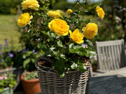 Scented Birthday Rose Gift Planted In Large Willow Basket Scented Birthday Rose Gift Planted In Large Willow Basket Image