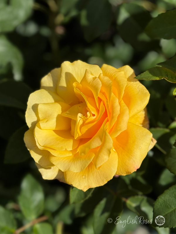 Sunny Sky Rose - Honey Yellow Hybrid Tea Rose - A close up photo of an open, honey yellow coloured bloom with green foliage