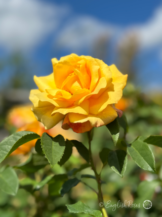 Sunny Sky Rose - Honey Yellow Hybrid Tea Rose - A close up photo of a single yellow bloom in front of a clear blue sky