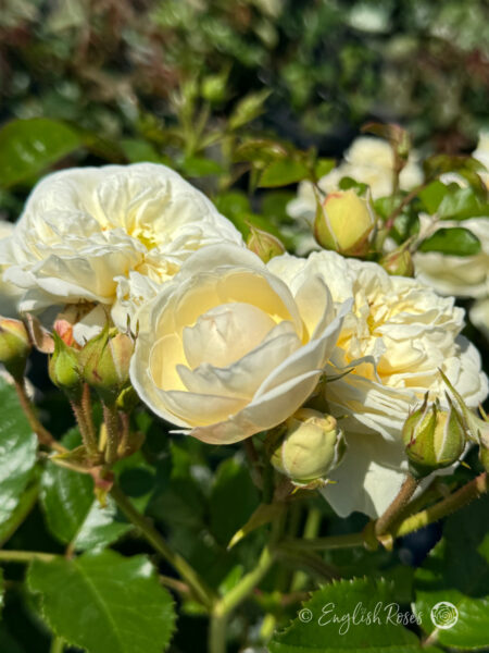 Sweet Child of Mine Rose - Creamy White Floribunda Rose - A close up photo of multiple creamy white blooms and lots of buds