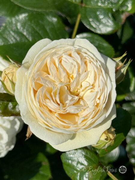 Sweet Child of Mine Rose - Creamy White Floribunda Rose - A close up photo of a single creamy white bloom with lush green foliage