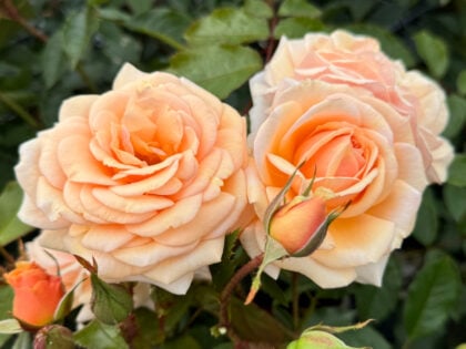 Sweet Honey Rose Sweet Honey Rose Image