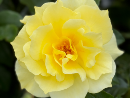 In Loving Memory Of My Brother - English Roses Gift In Loving Memory Of My Brother - English Roses Gift Image