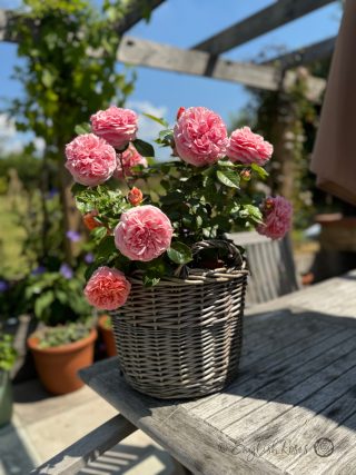 Scented Rose Gift For 15th Wedding Anniversary - English Roses Planted Basket