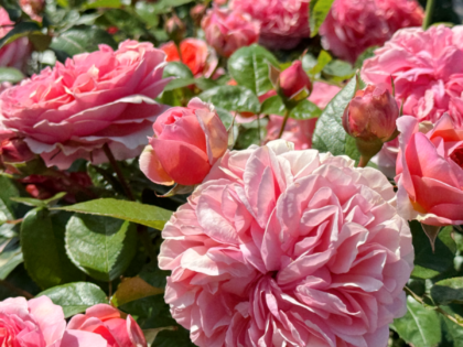 The Duchess of Cornwall Rose The Duchess of Cornwall Rose Image
