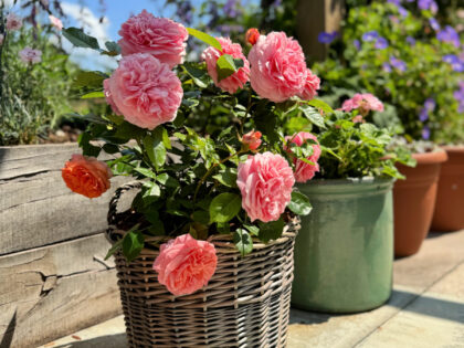 Scented Rose For 50th Golden Wedding Anniversary Gift Planted In Large Willow Basket Image