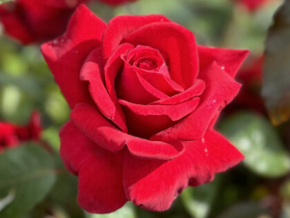 X / Y / Z Roses - Rose Gifts For All Occasions - English Roses