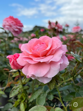 Tickled Pink Rose - Pink Floribunda Rose - A close up photo of an open, pink bloom with additional blooms in the background