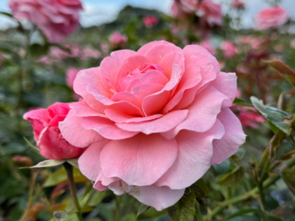 X / Y / Z Roses - Rose Gifts For All Occasions - English Roses