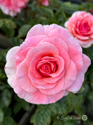 Tickled Pink Rose - Pink Floribunda Rose - Close up photo of multiple open, pink blooms and green foliage