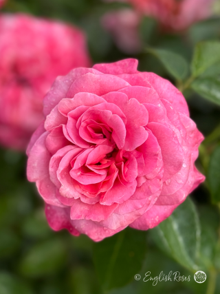 Timeless Pink Rose - Soft Pink Hybrid Tea Rose - Close up photo of a single soft pink bloom