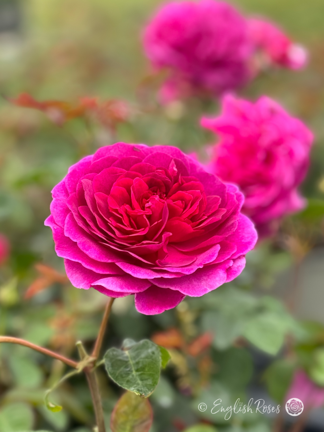 Einglish Roses Christmas Gift For Son - English Roses - Sustainable Gift Ideas ...