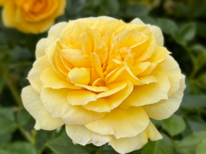 Togmeister Rose Image