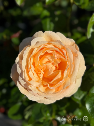 Tropicana Rose Single Bloom Main Image