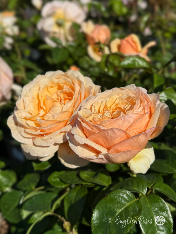 Tropicana Rose Two Blooms