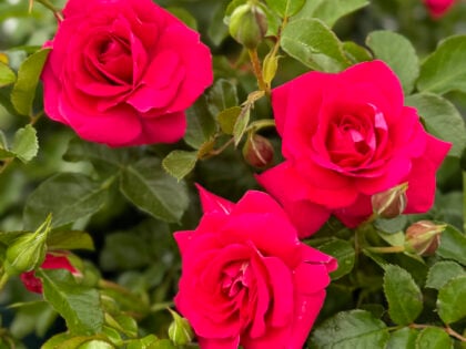 A Rose For My Special Mum - English Roses Gift A Rose For My Special Mum - English Roses Gift Image