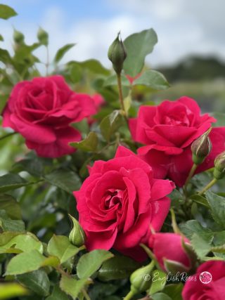 Truly Loved Rose - In Loving Memory Rose Bush