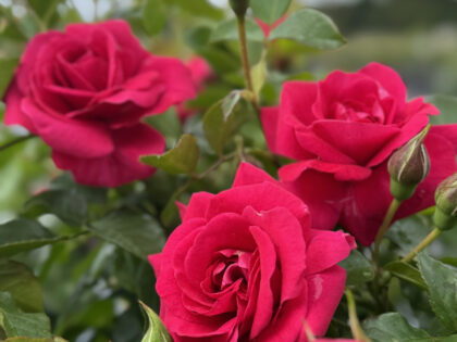 Truly Loved Rose - In Loving Memory Rose Bush Truly Loved Rose - In Loving Memory Rose Bush Image
