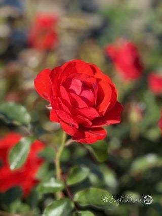 Trumpeter Rose - Unique Valentines Gifts