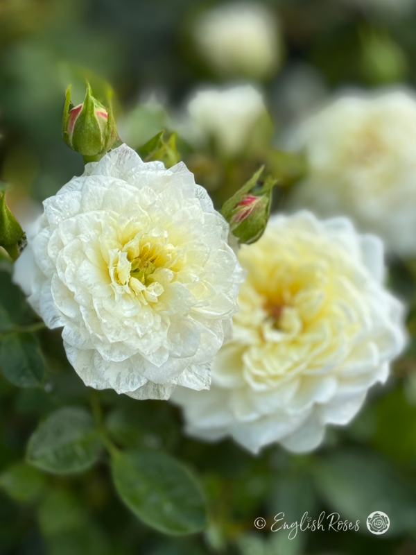 Compact White Roses Patio Roses - Small Roses - Rose Gifts - English Roses