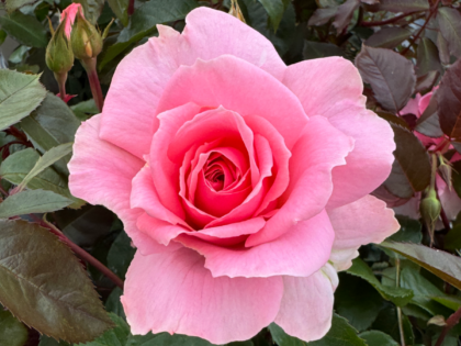 Love Always Rose Image