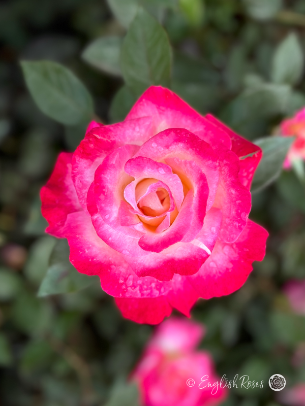 You're My Everything Rose - Creamy Yellow And Deep Pink Hybrid Tea Rose - Close up photo of an open, yellow and pink bloom
