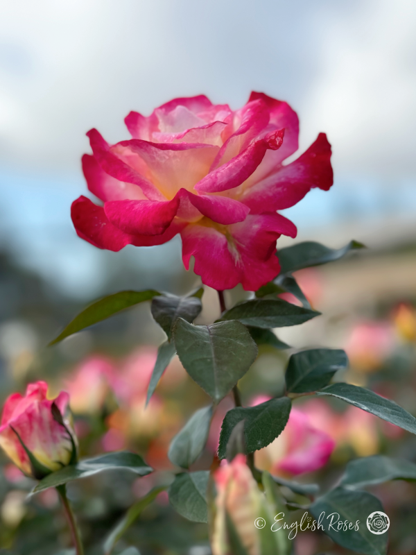 You're My Everything Rose - Creamy Yellow And Deep Pink Hybrid Tea Rose - A close up photo of a single creamy yellow and pink bloom in front of a clear blue sky