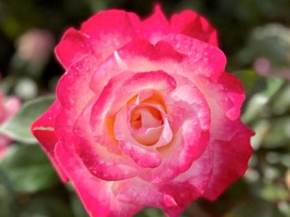 A Rose For Lucy - English Roses Gift Image