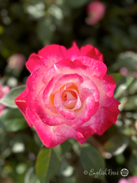 You're My Everything Rose - Creamy Yellow And Deep Pink Hybrid Tea Rose - Close up photo of an open creamy yellow to deep pink bloom
