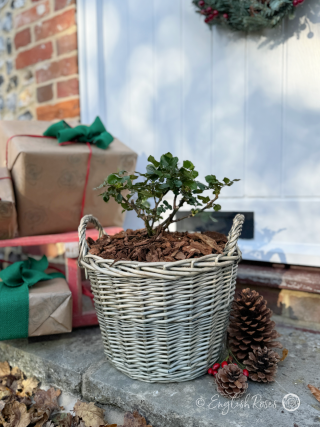 Christmas Gift For Grandparents - Gift Planted Rose in Large Willow Basket