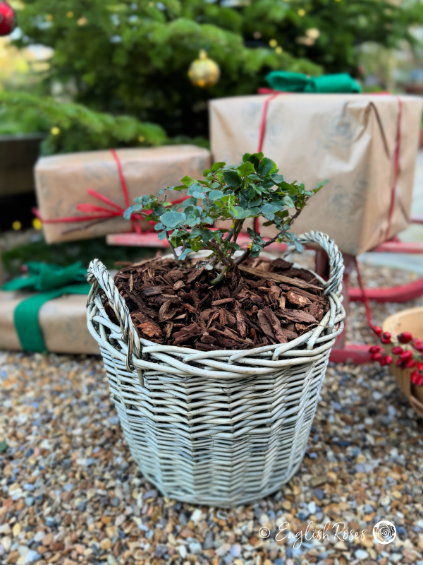 Christmas Gift for Him - For You With Love Rose - Close up photo of an English Roses Gift Planted Willow Basket surrounded by presents, a sledge and a Christmas tree.