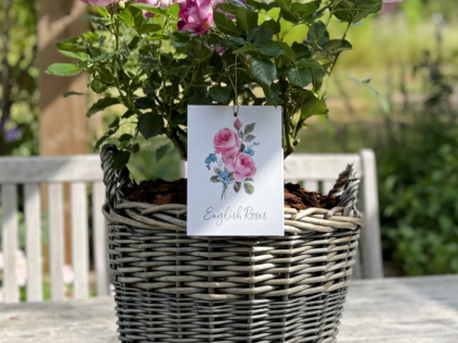 Large Willow Basket - Gift Planted Roses Large Willow Basket - Gift Planted Roses Image