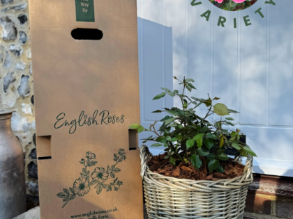 Scented Rose Gift In Memory Of Mum - English Roses Planted Basket Image