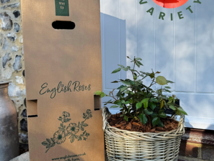 Anniversary Rose Gift Planted In Large Willow Basket Anniversary Rose Gift Planted In Large Willow Basket Image