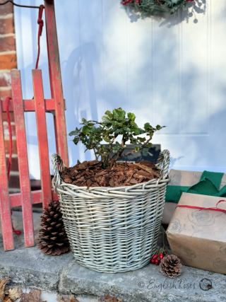 Merry Christmas To My Dad - English Roses Planted Basket Gift