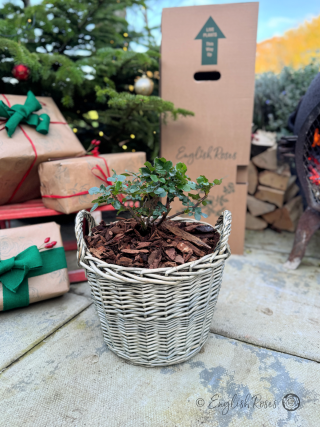 Merry Christmas To My Mum - English Roses Planted Basket Gift
