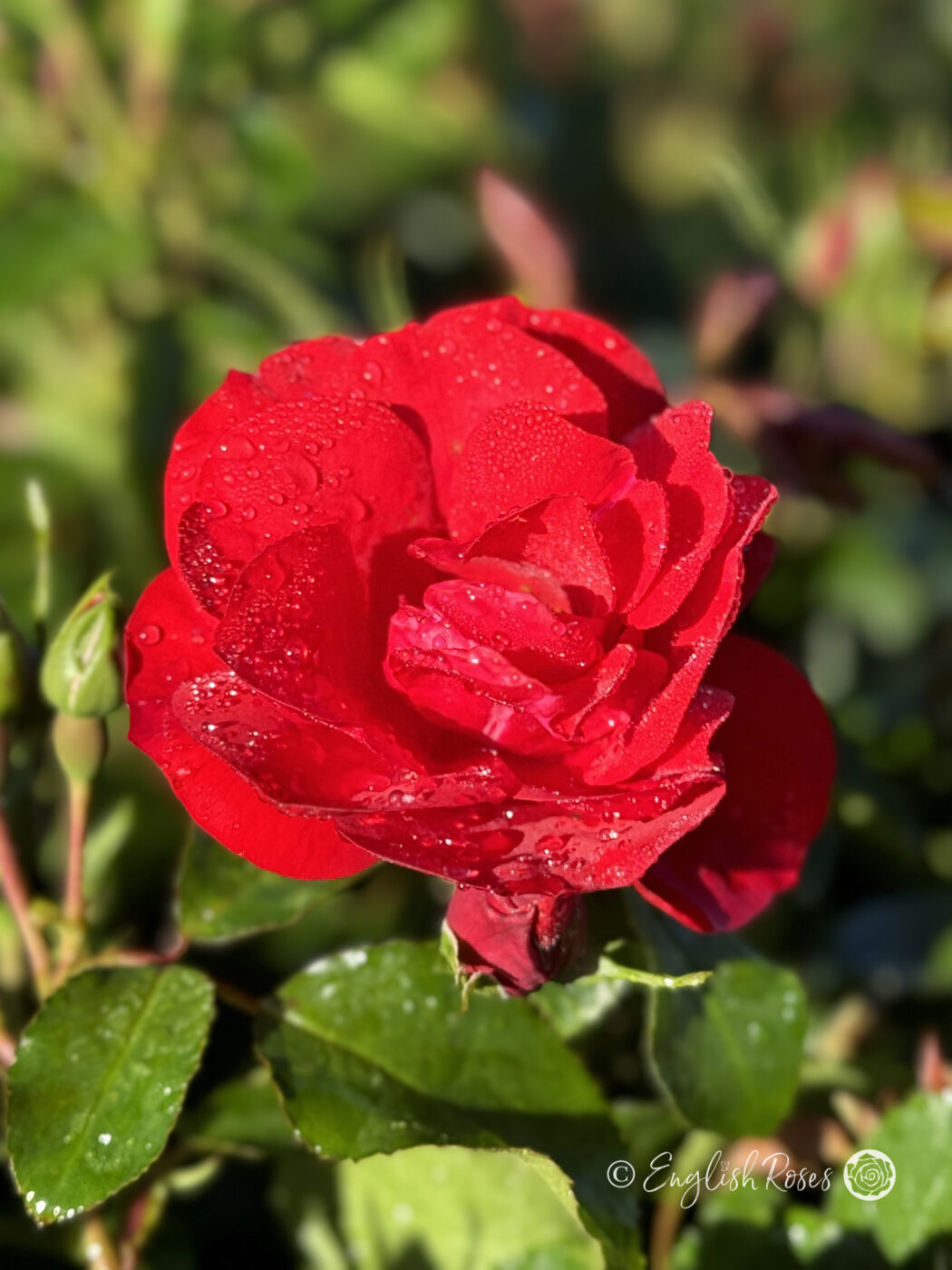 60th Birthday Gift - Fab @ 60 Rose - English Roses