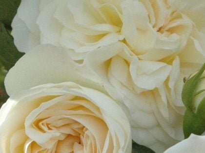 Eirene Rose Eirene Rose Image
