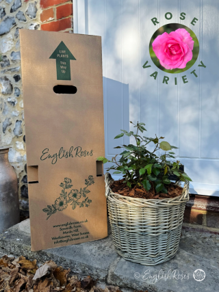 Gift Planted Mother's Day Pink Rose - English Roses Planted Basket