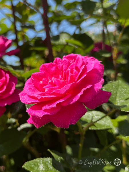Gloriana Rose Climbing Pink Rose Close Up
