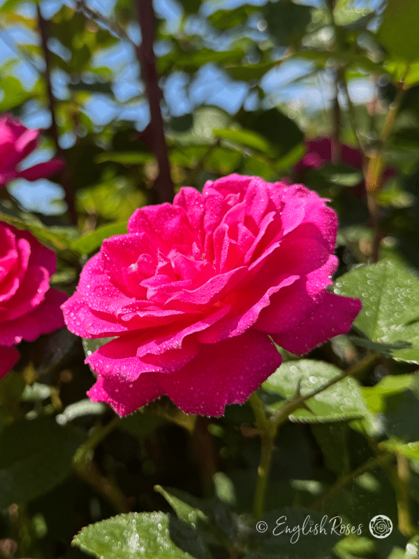 Gloriana Rose Climbing Pink Rose Close Up