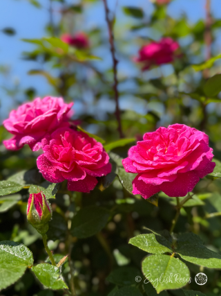 English Roses Birthday Present For Husband