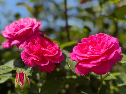 Gloriana Rose Image