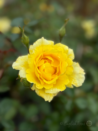 Golden Showers Rose - Golden Yellow Climbing Rose - A close up photo of a single yellow bloom with buds